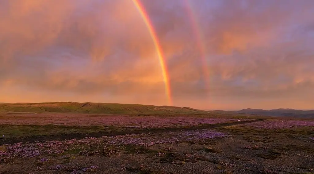 Imagen 'El Niño' transforma al desierto de Atacama en paisaje cubierto de flores (+Video)