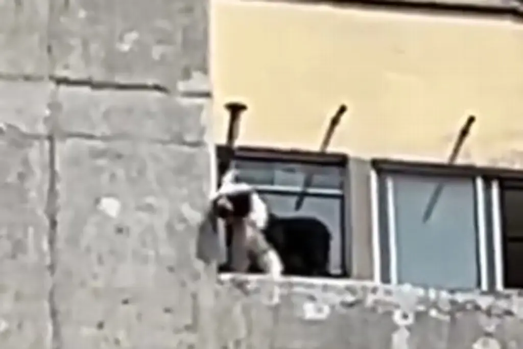 Imagen VIDEO: Perrito muere tras asomarse por la ventana y caer del piso 11 de edificio