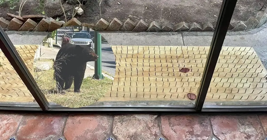 Imagen ¿Tablas 'anti-osos'? Polémica en Nuevo León por venta de estos artículos