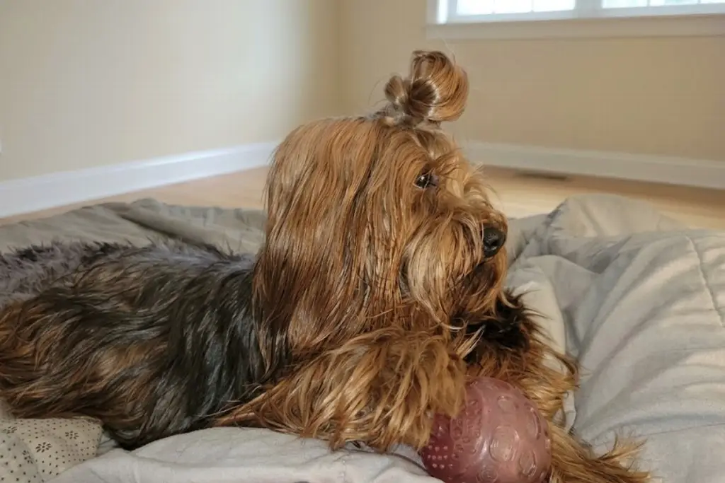 Imagen 'Es solo un perro o un gato': ¡Cuidado! Aprueban nueva ley que castiga todo esto