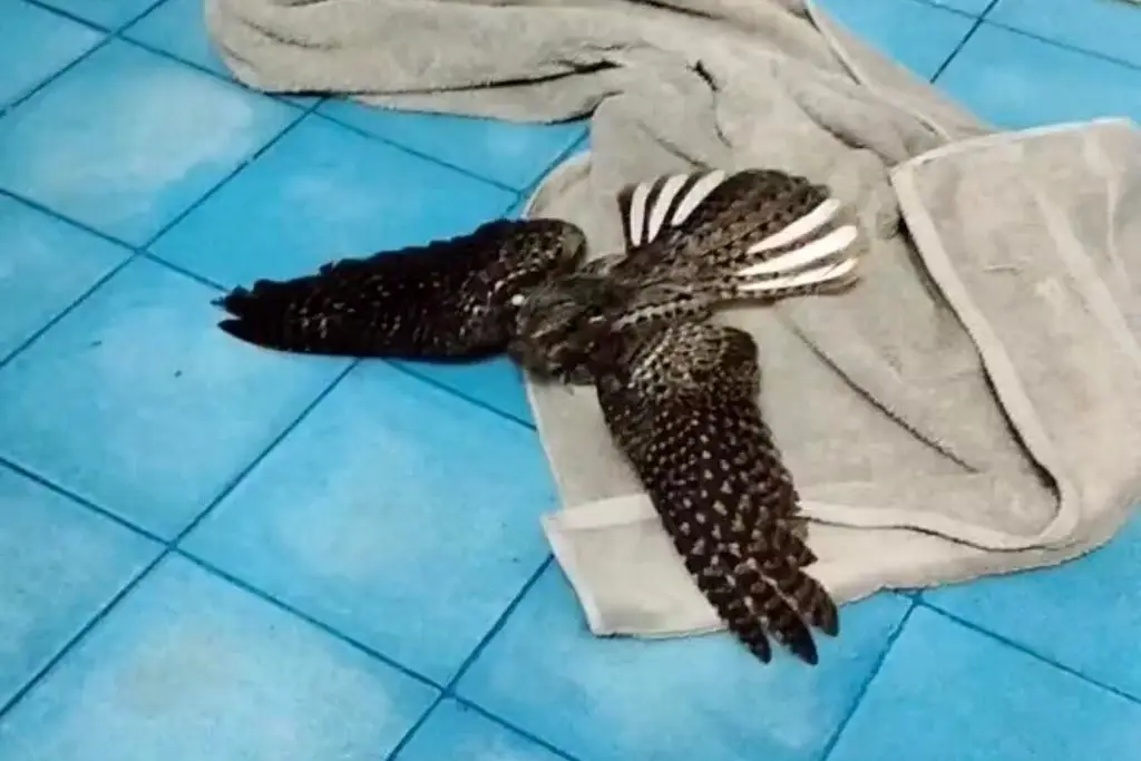Imagen Aves nocturnas aparecen desorientadas de día en Veracruz; esto podría estar ocurriendo