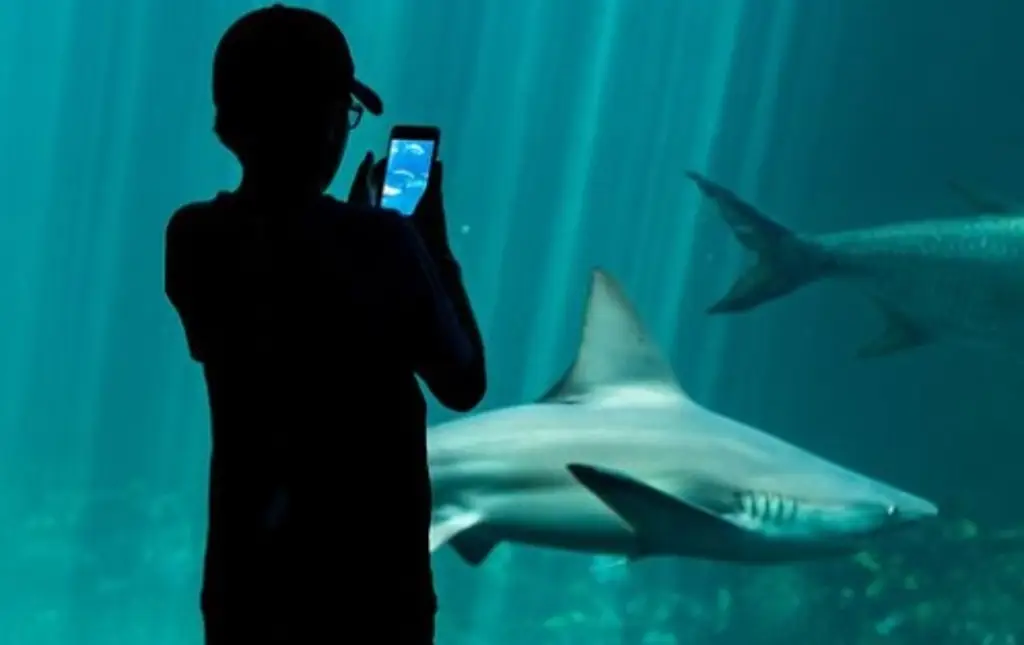 Imagen ¿Por qué los tiburones atacan a las personas? Experto pide acabar con estigmas 