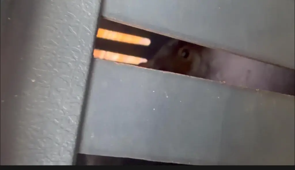 Imagen ¡Cayó la ardilla “mordelona”! La capturan tras atacar a varias personas