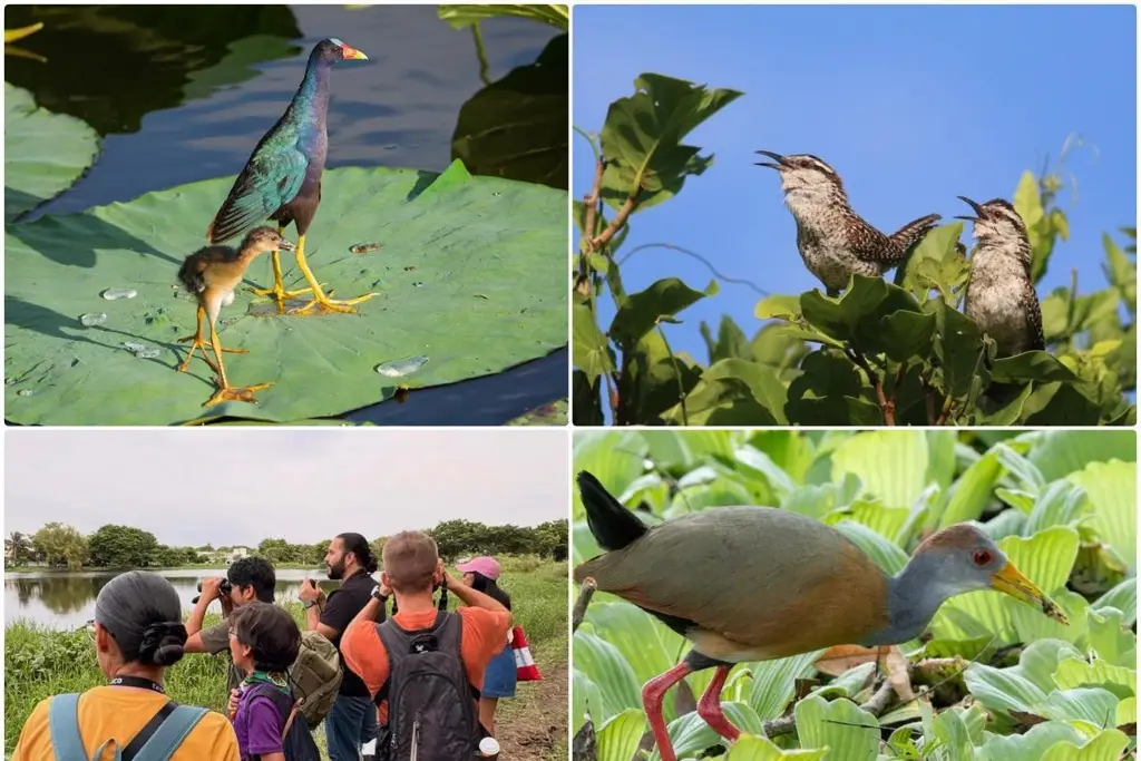 Imagen Veracruz: harán la observación más grande del mundo de aves y así puedes participar