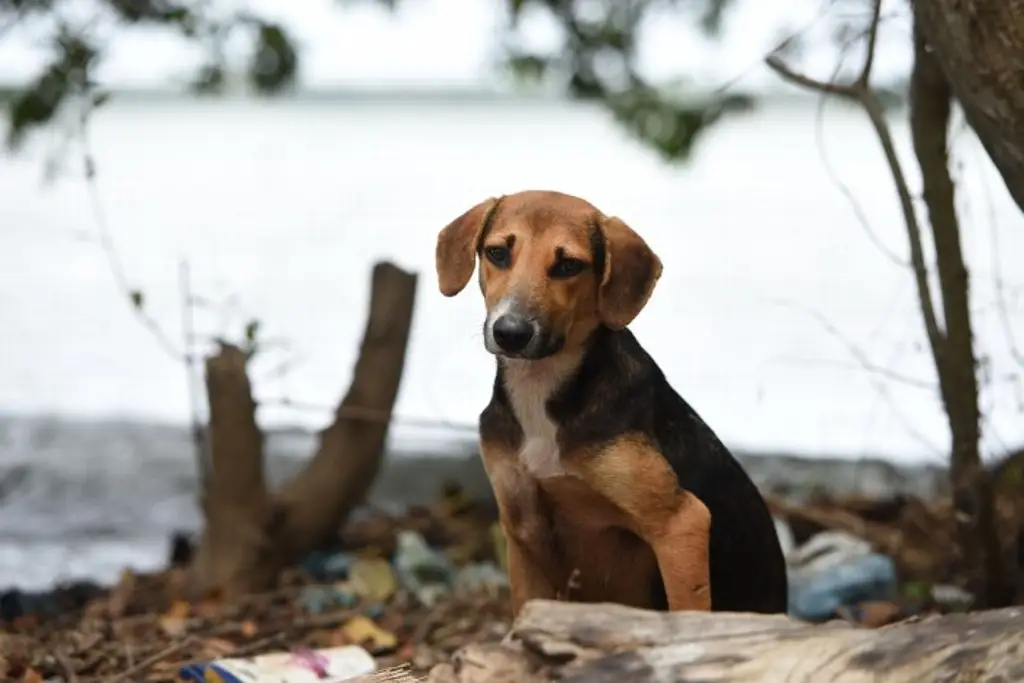 Imagen Nueva ley animal: Mascotas tendrán registro nacional y habrá padrón de infractores