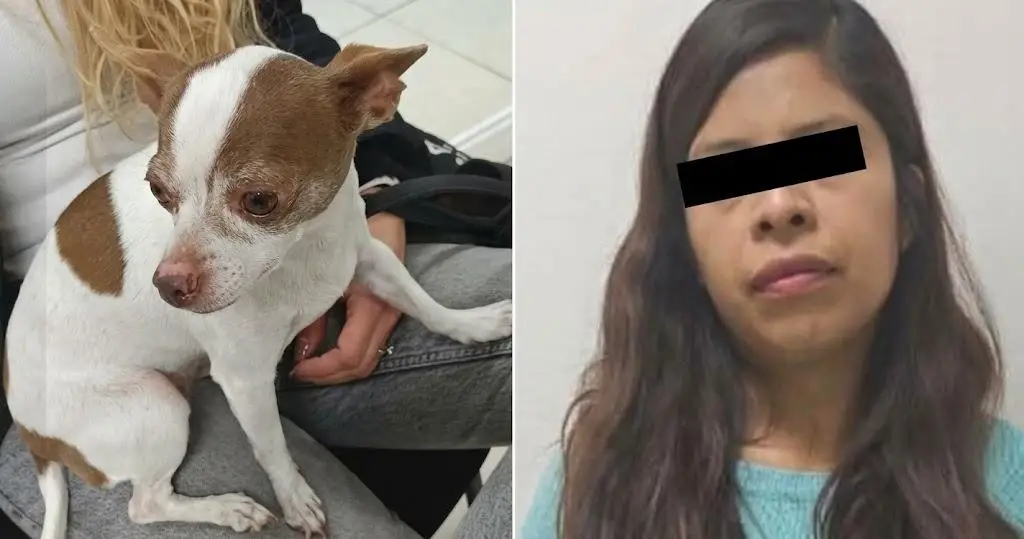 Imagen Se le hizo fácil secuestrar a perrita chihuahua y pedir este rescate 