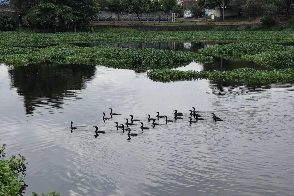 Imagen Las lagunas La Ilusión y El Ensueño tienen visitantes especiales; ¿sabes cuáles son?