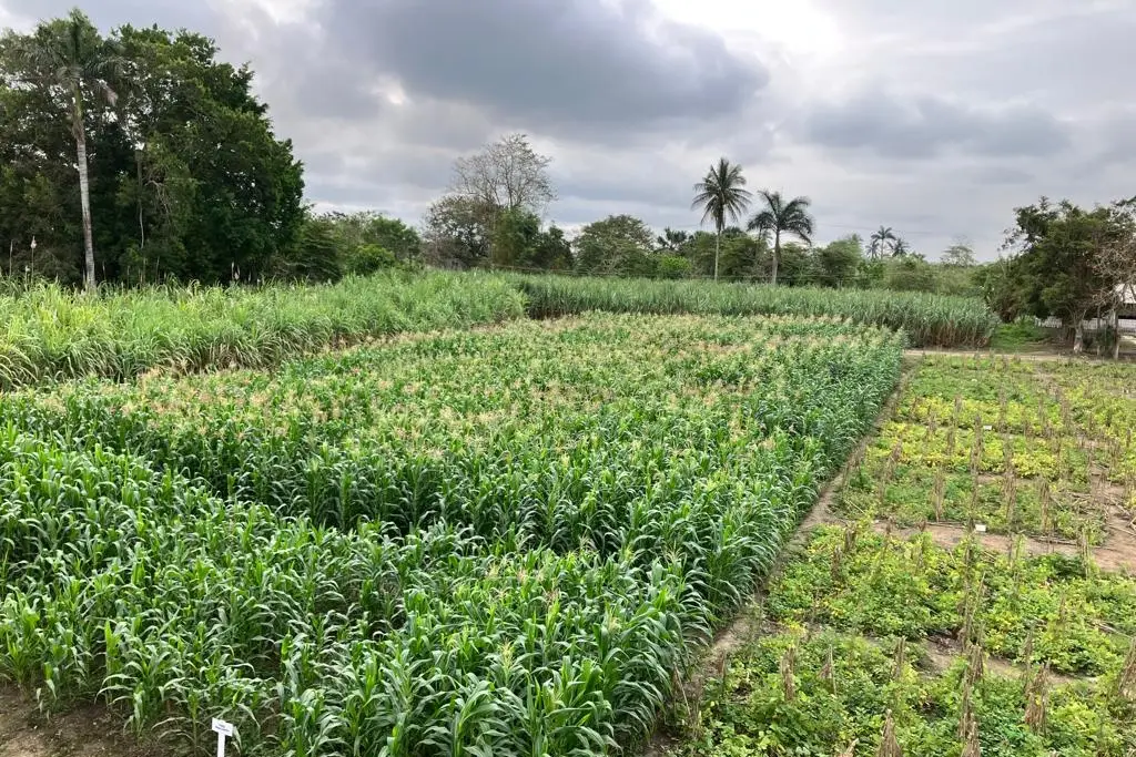 Imagen Presentarán más de 200 investigaciones para mejorar el campo en Veracruz