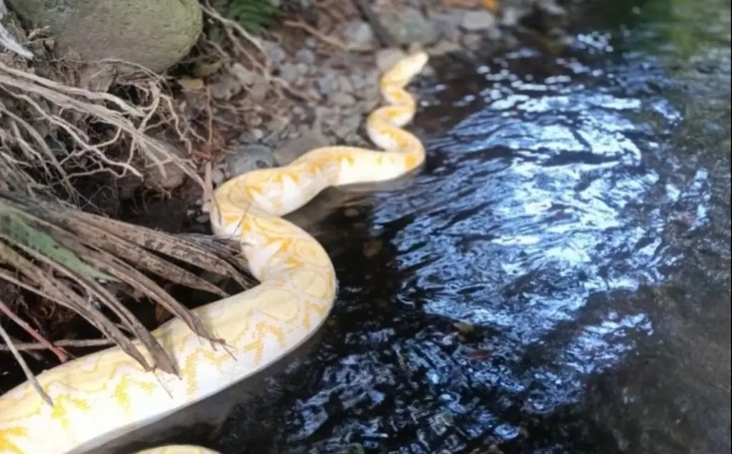 Imagen Escapa serpiente de circo, al norte de norte de Veracruz