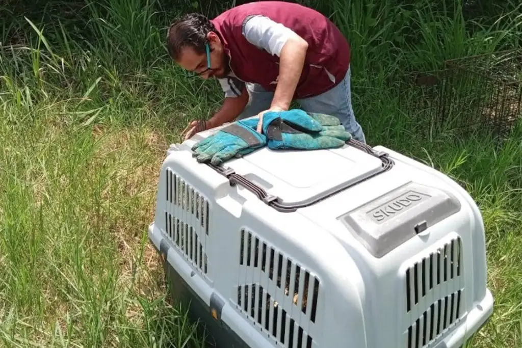 Imagen Todos ellos pudieron volver a su habitat en Veracruz tras recibir atención veterinaria