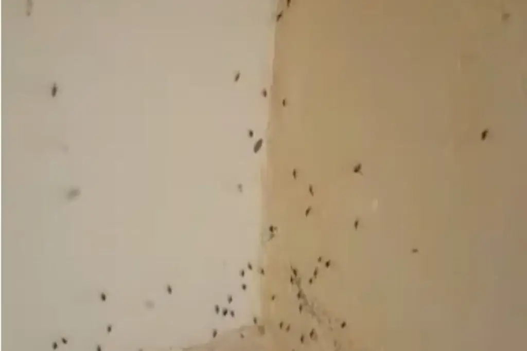 Imagen Lluvias disparan casos sospechosos de dengue en Veracruz; estos son los síntomas de alarma