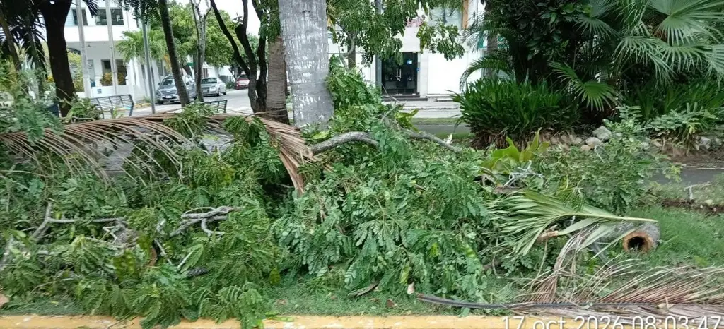Imagen Norte deja árboles en riesgo y cables afectados en Veracruz; checa el saldo hasta el momento