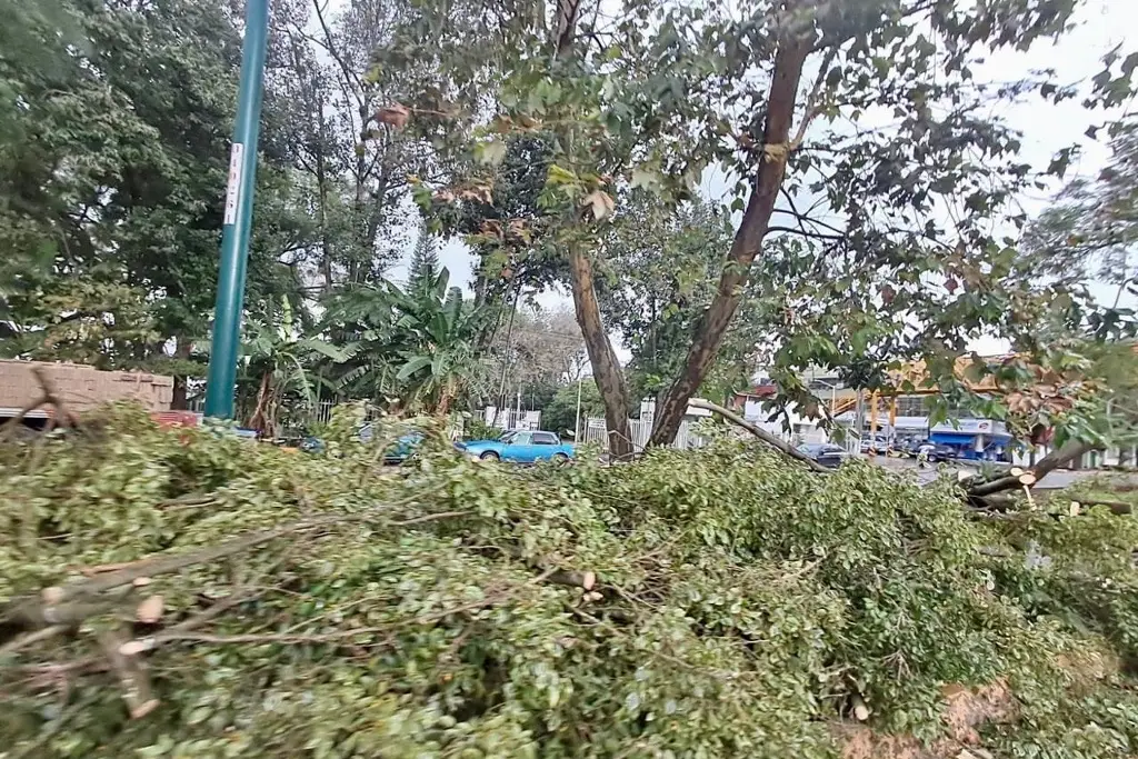 Imagen Inusual 'Norte' en Xalapa causa que árbol cayera sobre auto