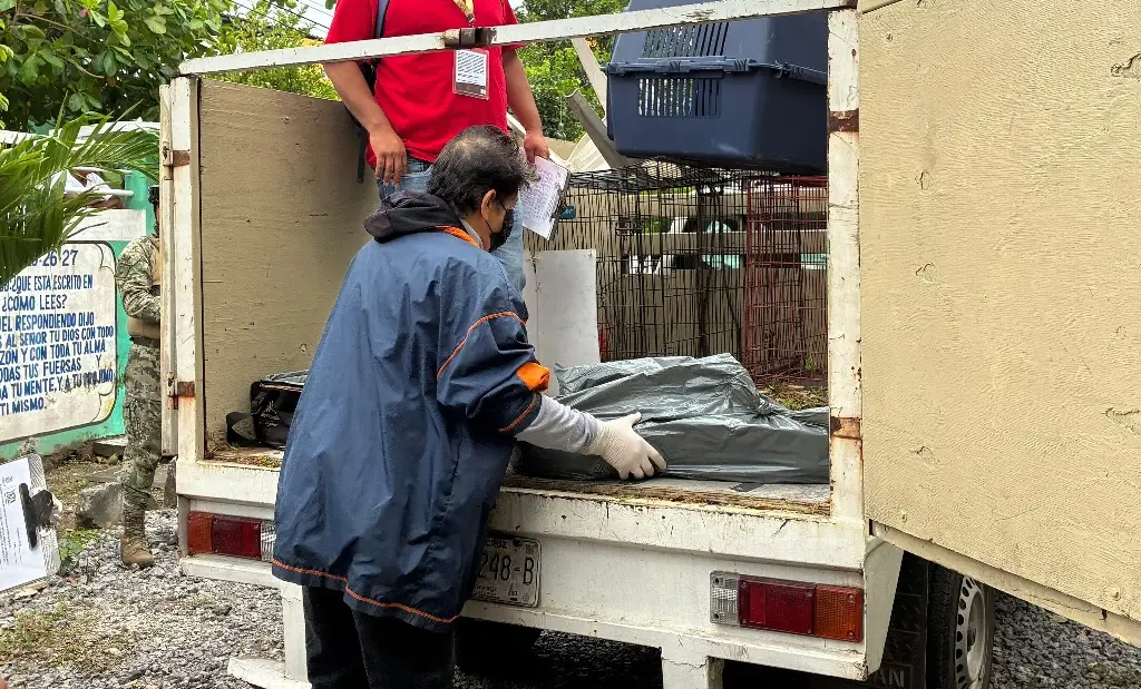 Imagen Muere perro tras recibir un disparo en colonia de Veracruz 