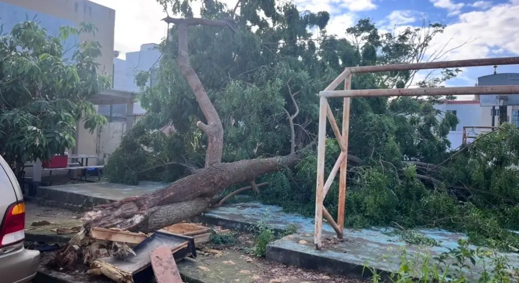 Imagen ¡Pudo terminar en tragedia! Cae enorme árbol durante la madrugada en Veracruz