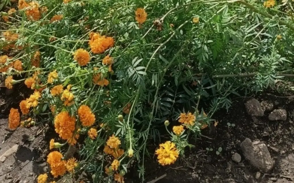 Imagen Pierden 30 % de flor de cempasúchil productores de San Pablo Coapan; esta es la razón
