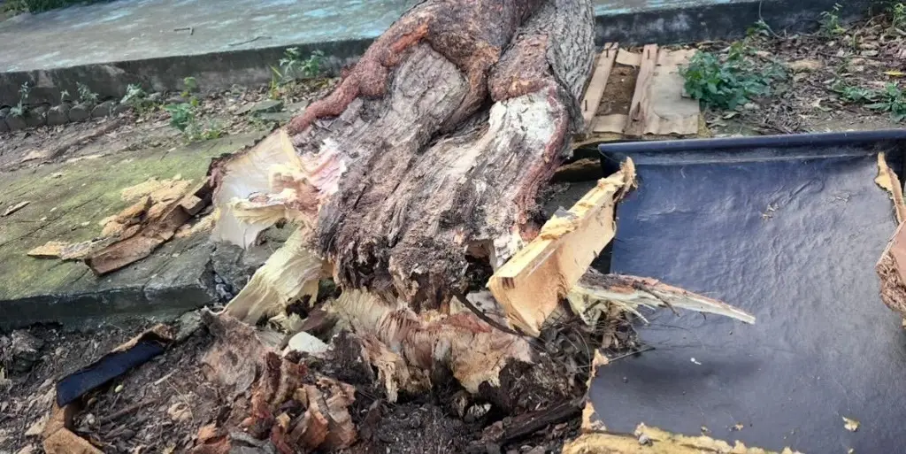 Imagen Hacen recuento de daños por el frente frío número dos en Boca del Río 