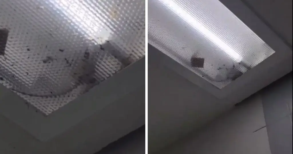 Imagen Ratas hasta en las lámparas: denuncian malas condiciones en IMSS de Sonora (VIDEO)