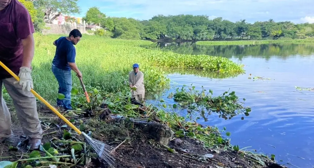 Imagen Realizan jornada de limpieza y conservación en lagunas De VeracruzE