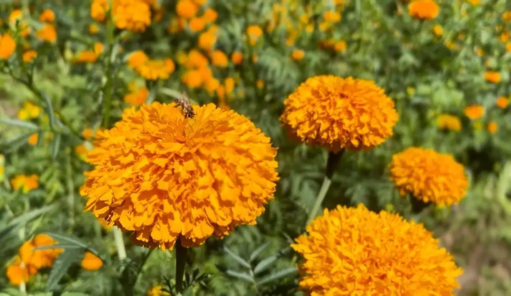 Imagen Flores de muerto llenan de color los campos de Veracruz; este día comienza su venta