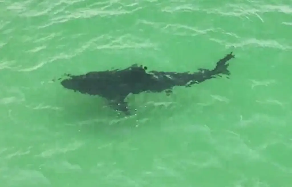 Imagen De casi 5 metros, captan a tiburón blanco que sorprende a surfistas ¿Los atacó? (+Video)