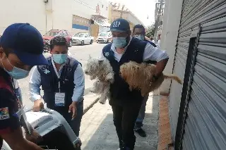 Imagen Podrían multar a hotel canino de Veracruz con 40 mil pesos por maltrato animal