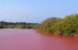Imagen Laguna se tiñe de rosa; temen que se dañe la fauna (+Video)