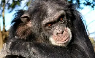 Imagen Chimpancé rapta a menor, la mata y se la come