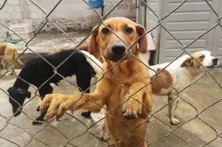 Imagen Pusieron bozal a 3 perros para que murieran de hambre en Veracruz