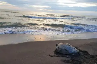 Imagen A Veracruz llegan 5 de las 7 especies de tortugas que existen