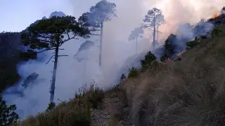 Imagen Incendios forestales activos en Veracruz han devastado más de 200 hectáreas