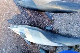 Imagen Hallan 30 delfines muertos en playa de Baja California Sur