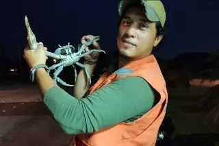 Imagen Rescatan ejemplares de cangrejo azul en la Riviera Veracruzana