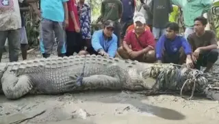 Imagen Atrapa cocodrilo de casi 5 metros con solo una cuerda 