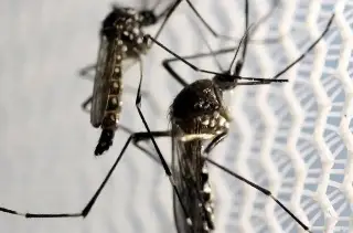 Imagen ¿Cómo diferenciar las enfermedades del dengue y el COVID-19? 