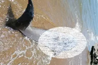 Imagen Hallan muerta a una ballena Zifio en costas del estado de Veracruz