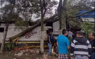 Imagen Tráiler impacta vivienda y árboles en carretera de Veracruz; llegan rapiñeros 
