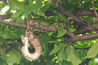Imagen Impresionante serpiente aparece en el árbol de una casa, en Veracruz