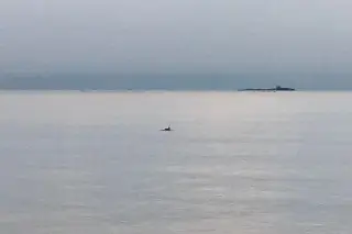 Imagen Captan delfines en mar de Veracruz y Boca del Río
