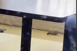 Imagen Captan plaga de ratas al interior de un restaurante  