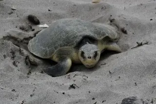 Imagen Reportan que hay cerca de 25 mil crías de tortugas reintegradas al Océano