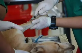 Imagen ¿Qué tan importante son los veterinarios en la vida de las mascotas? 