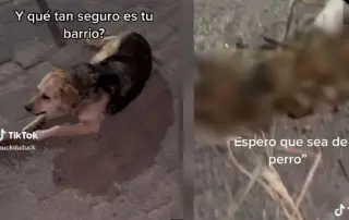 Imagen Captan a perro que mastica columna vertebral (+Video)