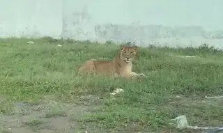 Imagen Se escapa un león en la Riviera Veracruzana (+video)