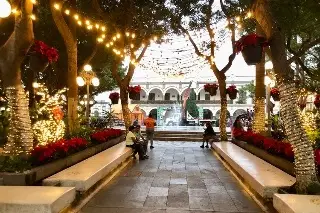 Imagen Ya huele a Navidad; colocan pino en zócalo de Veracruz