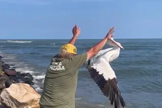 Imagen Liberan a pelícano accidentado en playa de Veracruz 