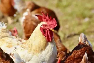 Imagen Venezuela declara alerta sanitaria en 5 estados por influenza aviar