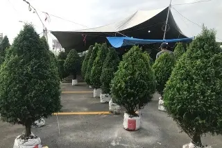 Imagen Esta sorpresa se han llevado comerciantes de árboles de navidad en Veracruz