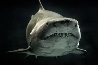 Imagen Hallan fósil de un gigantesco tiburón prehistórico en Océano Índico 