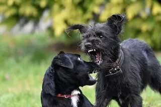 Imagen Pelea entre perros termina con una mujer baleada